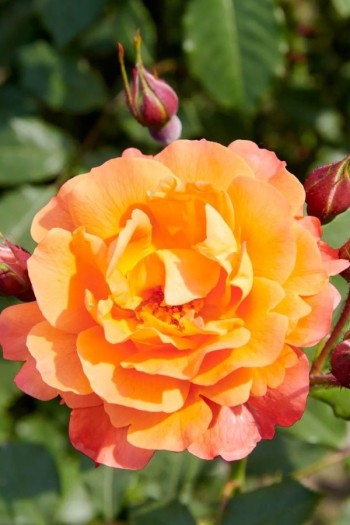 Троянда плетиста Вестерленд (помаранчева) | Rosa climber Westerland (orange) | Роза плетистая Вестерленд (оранжевая)